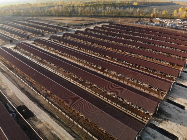 Фермы Мираторг  пад Ондулином Смарт.