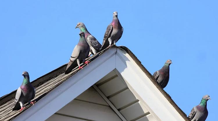 шум от птиц на крыше