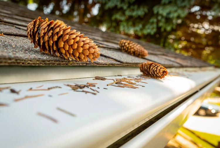 шишки падают на крышу